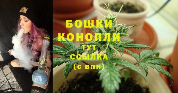шишки Заволжье